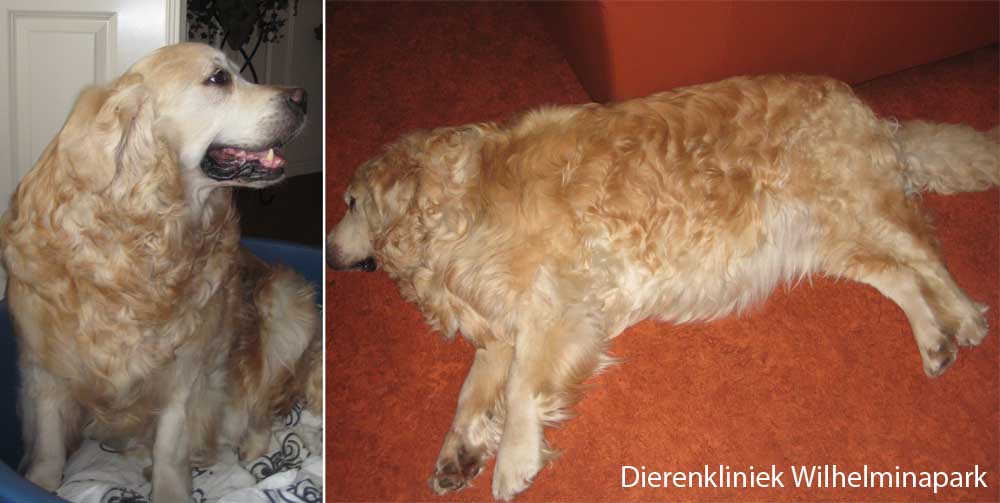 Een hond met een kale huid, zwart verkleuring en verdikte tepels en melkklieren tgv een testikel tumor. Foto Dierenkliniek Wilhelminapark utrecht